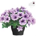 Bild von Petunia TP26 Compact purple vein